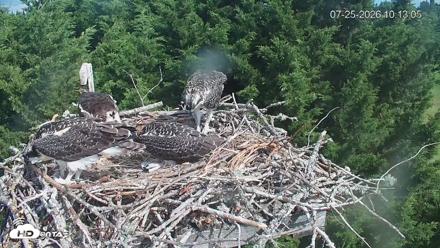 Medina Washington Live Osprey Nest Webcam - Jul 25, 2026, 10:13am PDT