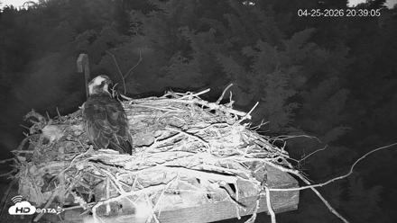 Medina Washington Live Osprey Nest Webcam - Apr 25, 2026, 8:39pm PDT