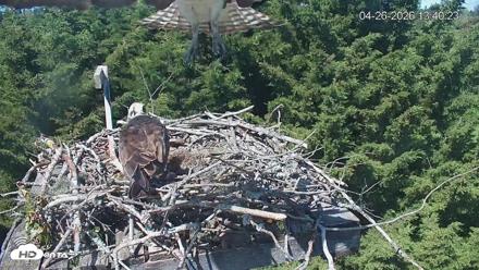 Medina Washington Live Osprey Nest Webcam - Apr 26, 2026, 1:41pm PDT