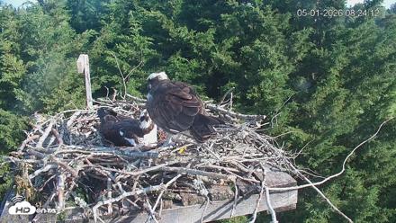 Medina Washington Live Osprey Nest Webcam - May 1, 2026, 8:25am PDT