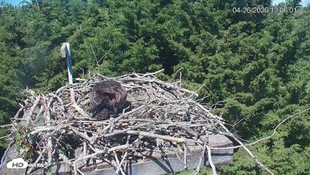 Medina Washington Live Osprey Nest Webcam - Apr 26, 2026, 1:06pm PDT