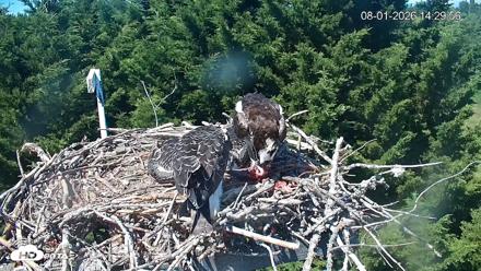 Medina Washington Live Osprey Nest Webcam - Aug 1, 2026, 2:31pm PDT