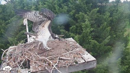 Medina Washington Live Osprey Nest Webcam - Aug 28, 2026, 2:36pm PDT