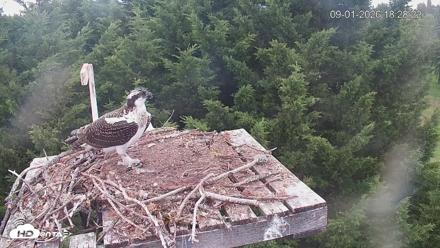 Medina Washington Live Osprey Nest Webcam - Sep 1, 2026, 6:29pm PDT