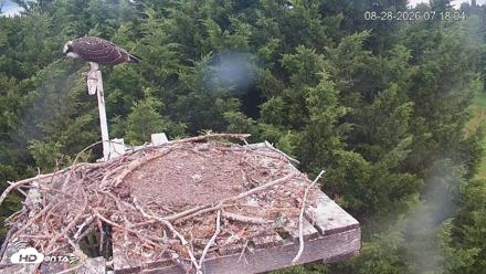 Medina Washington Live Osprey Nest Webcam - Aug 28, 2026, 7:19am PDT