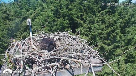 Medina Washington Live Osprey Nest Webcam - Apr 26, 2026, 12:41pm PDT