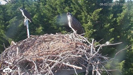 Medina Washington Live Osprey Nest Webcam - Aug 2, 2026, 5:04pm PDT