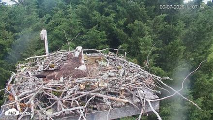 Medina Washington Live Osprey Nest Webcam - Jun 7, 2026, 11:07am PDT