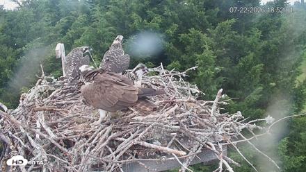 Medina Washington Live Osprey Nest Webcam - Jul 22, 2026, 6:52pm PDT