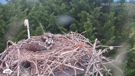 Medina Washington Live Osprey Nest Webcam - Aug 1, 2026, 6:29am PDT