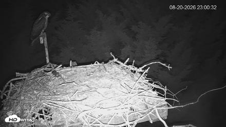 Medina Washington Live Osprey Nest Webcam - Aug 20, 2026, 11:01pm PDT