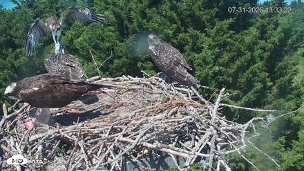 Medina Washington Live Osprey Nest Webcam - Jul 31, 2026, 1:34pm PDT