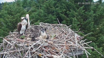 Medina Washington Live Osprey Nest Webcam - Jul 18, 2025, 11:47am PDT