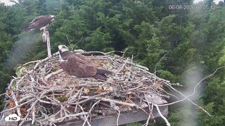 Medina Washington Live Osprey Nest Webcam - Jun 8, 2026, 7:25am PDT