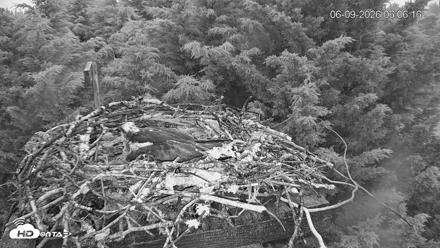 Medina Washington Live Osprey Nest Webcam - Jun 9, 2026, 6:07am PDT
