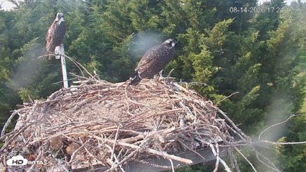 Medina Washington Live Osprey Nest Webcam - Aug 14, 2026, 5:24pm PDT