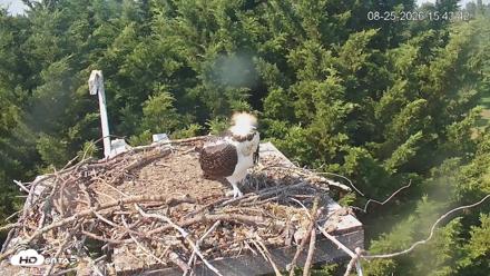 Medina Washington Live Osprey Nest Webcam - Aug 25, 2026, 3:44pm PDT