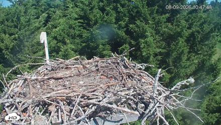 Medina Washington Live Osprey Nest Webcam - Aug 9, 2026, 10:48am PDT