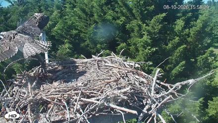 Medina Washington Live Osprey Nest Webcam - Aug 10, 2026, 3:59pm PDT
