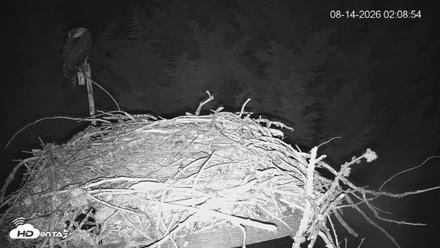 Medina Washington Live Osprey Nest Webcam - Aug 14, 2026, 2:09am PDT