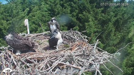 Medina Washington Live Osprey Nest Webcam - Jul 27, 2026, 10:39am PDT