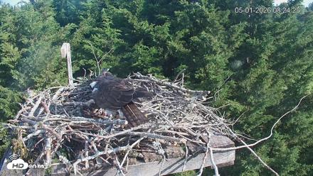 Medina Washington Live Osprey Nest Webcam - May 1, 2026, 8:25am PDT