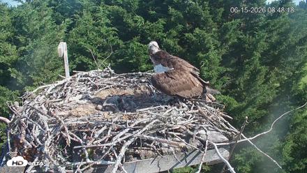 Medina Washington Live Osprey Nest Webcam - Jun 15, 2026, 8:48am PDT