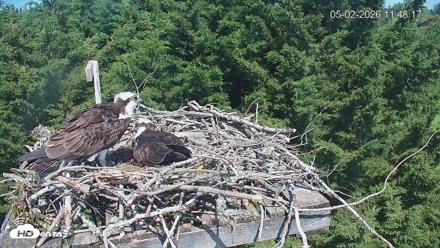 Medina Washington Live Osprey Nest Webcam - May 2, 2026, 11:49am PDT