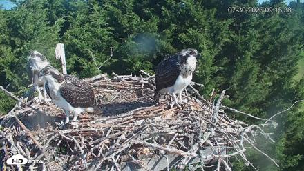Medina Washington Live Osprey Nest Webcam - Jul 30, 2026, 9:16am PDT