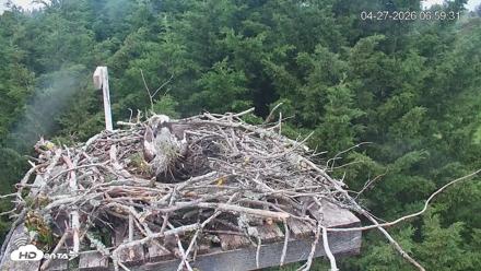 Medina Washington Live Osprey Nest Webcam - Apr 27, 2026, 7:00am PDT