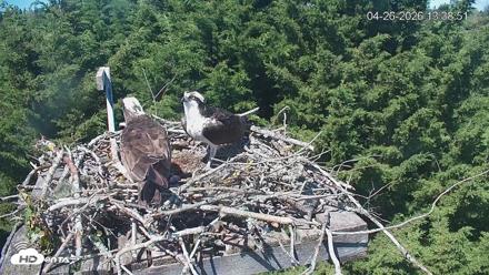 Medina Washington Live Osprey Nest Webcam - Apr 26, 2026, 1:39pm PDT