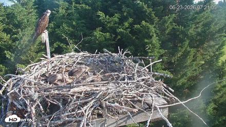 Medina Washington Live Osprey Nest Webcam - Jun 23, 2026, 7:21am PDT