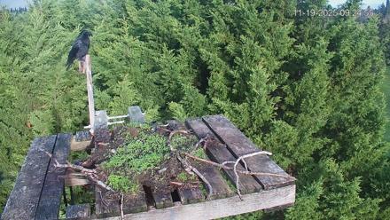 Medina Washington Live Osprey Nest Webcam - Nov 19, 2025, 9:25am PST