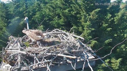 Medina Washington Live Osprey Nest Webcam - May 11, 2026, 4:49pm PDT