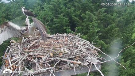Medina Washington Live Osprey Nest Webcam - Jun 4, 2026, 8:12am PDT