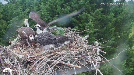 Medina Washington Live Osprey Nest Webcam - Jul 16, 2026, 9:32am PDT