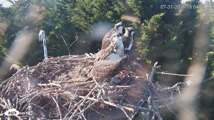 Medina Washington Live Osprey Nest Webcam - Jul 31, 2026, 6:05pm PDT