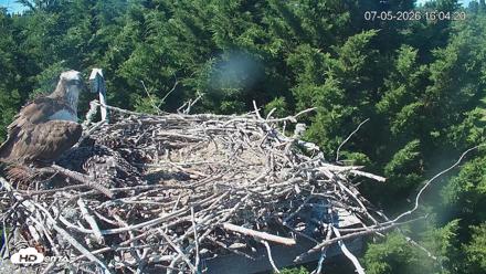 Medina Washington Live Osprey Nest Webcam - Jul 5, 2026, 4:05pm PDT