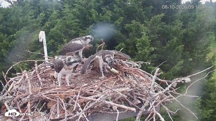 Medina Washington Live Osprey Nest Webcam - Aug 10, 2026, 9:16am PDT