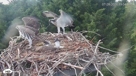 Medina Washington Live Osprey Nest Webcam - Jul 28, 2026, 7:05pm PDT