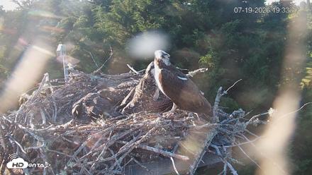 Medina Washington Live Osprey Nest Webcam - Jul 19, 2026, 7:34pm PDT