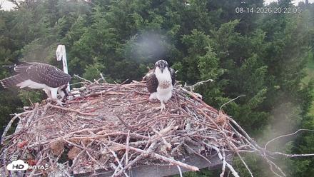Medina Washington Live Osprey Nest Webcam - Aug 14, 2026, 8:22pm PDT