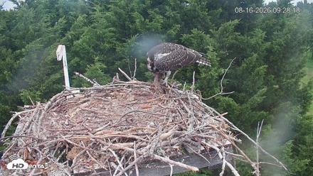 Medina Washington Live Osprey Nest Webcam - Aug 16, 2026, 9:28am PDT