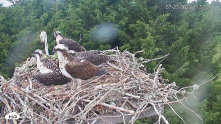 Medina Washington Live Osprey Nest Webcam - Jul 23, 2026, 11:58am PDT