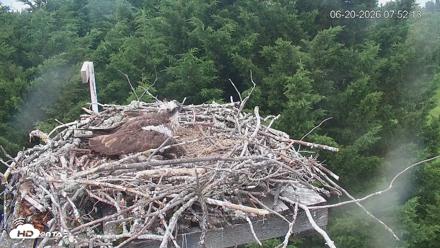 Medina Washington Live Osprey Nest Webcam - Jun 20, 2026, 7:52am PDT