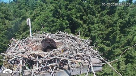 Medina Washington Live Osprey Nest Webcam - May 3, 2026, 12:16pm PDT