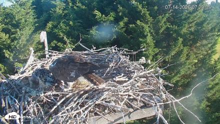 Medina Washington Live Osprey Nest Webcam - Jul 14, 2026, 7:24am PDT