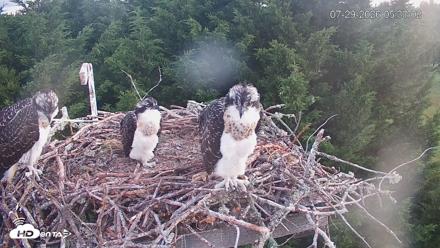 Medina Washington Live Osprey Nest Webcam - Jul 29, 2026, 5:33am PDT