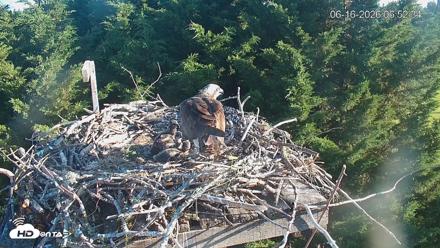 Medina Washington Live Osprey Nest Webcam - Jun 16, 2026, 6:53am PDT