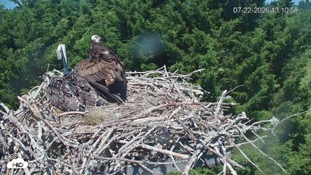 Medina Washington Live Osprey Nest Webcam - Jul 22, 2026, 1:11pm PDT